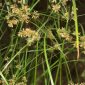 Cyperus longus L.
