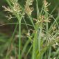 Cyperus rotundus L.