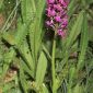 Dactylorhiza incarnata (L.) Soó