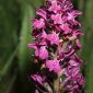Dactylorhiza incarnata (L.) Soó