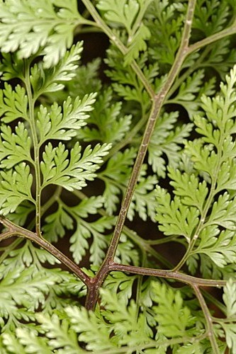 Davallia canariensis (L.) Sm.