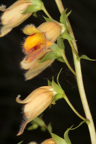 Digitalis obscura subsp. laciniata (Lindl.) Maire