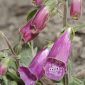 Digitalis purpurea subsp. purpurea L.