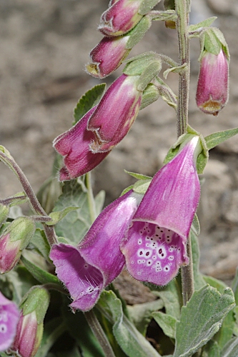 Digitalis purpurea subsp. purpurea L.