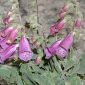 Digitalis purpurea subsp. purpurea L.