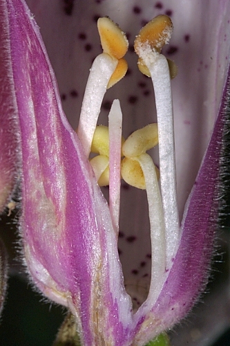 Digitalis purpurea subsp. purpurea L.