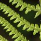 Dryopteris affinis subsp. affinis (Lowe) Fraser-Jenk.