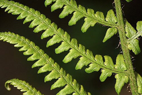 Dryopteris affinis subsp. affinis (Lowe) Fraser-Jenk.