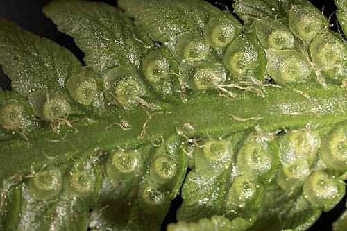 Dryopteris affinis subsp. affinis (Lowe) Fraser-Jenk.