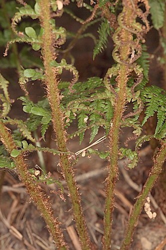 Dryopteris affinis subsp. borreri (Newman) Fraser-Jenk.