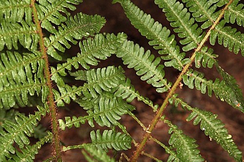 Dryopteris affinis subsp. borreri (Newman) Fraser-Jenk.