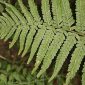 Dryopteris filix-mas (L.) Schott