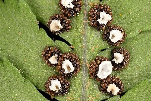 Dryopteris filix-mas (L.) Schott