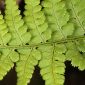 Dryopteris submontana (Fraser–Jenkins & Jermy) Fraser–Jenkins