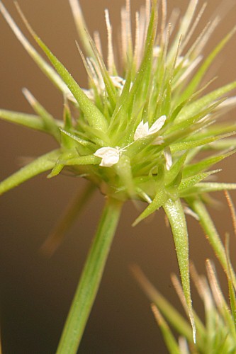 Echinaria capitata (L.) Desf.