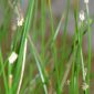 Eleocharis palustris (L.) Roemer & Schultes
