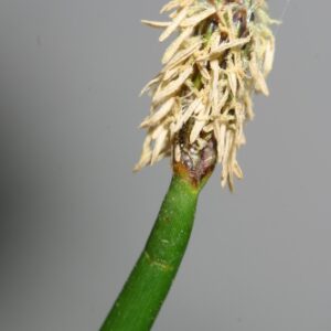 Eleocharis palustris (L.) Roemer & Schultes