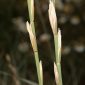 Elymus farctus subsp. boreali-atlanticus (Simonet & Guinochet) Melderis