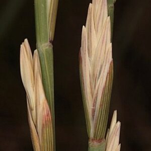 Elymus farctus subsp. boreali-atlanticus (Simonet & Guinochet) Melderis