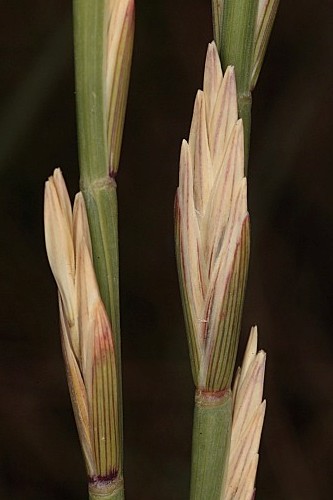 Elymus farctus subsp. boreali-atlanticus (Simonet & Guinochet) Melderis
