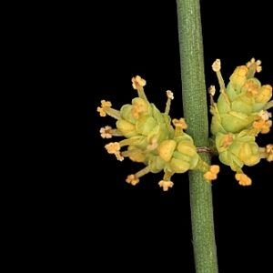 Ephedra fragilis subsp. fragilis Desf.