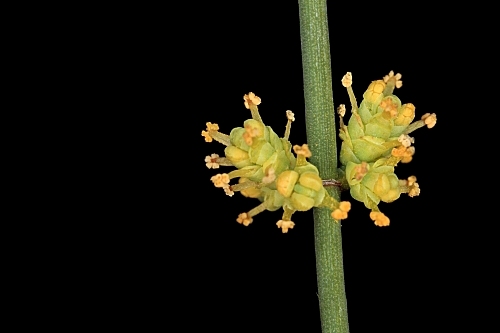 Ephedra fragilis subsp. fragilis Desf.