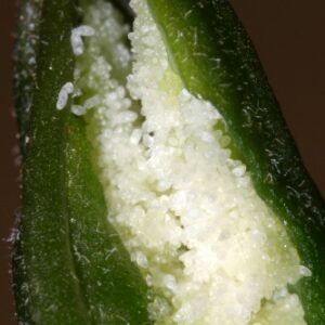 Epipactis helleborine (L.) Crantz