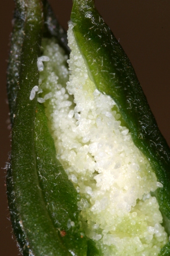 Epipactis helleborine (L.) Crantz