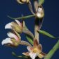 Epipactis palustris (L.) Crantz