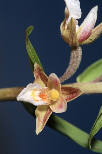 Epipactis palustris (L.) Crantz