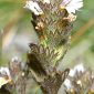 Euphrasia hirtella Jord. ex Reut.