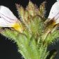 Euphrasia hirtella Jord. ex Reut.