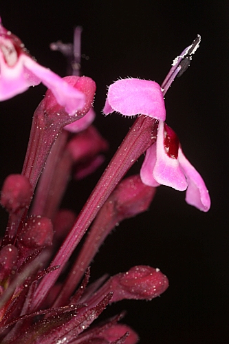 Fedia cornucopiae (L.) Gaetner