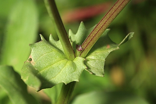 Fedia cornucopiae (L.) Gaetner