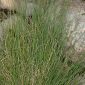 Festuca capillifolia Dufour
