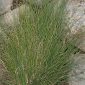 Festuca capillifolia Dufour