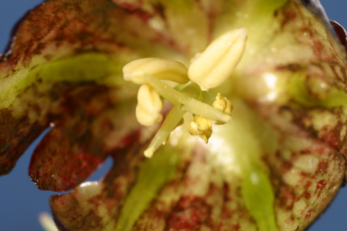 Fritillaria lusitanica Wikstr.