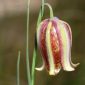 Fritillaria lusitanica Wikstr.