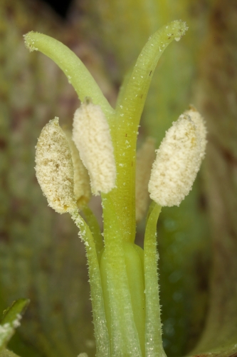 Fritillaria stenophylla Boiss. & Reut.