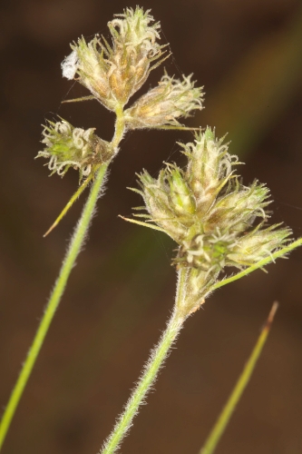 Fuirena pubescens (Poir.) Kunth