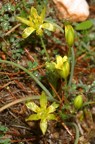 Gagea nevadensis Boiss.