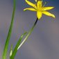 Gagea reverchonii Degen