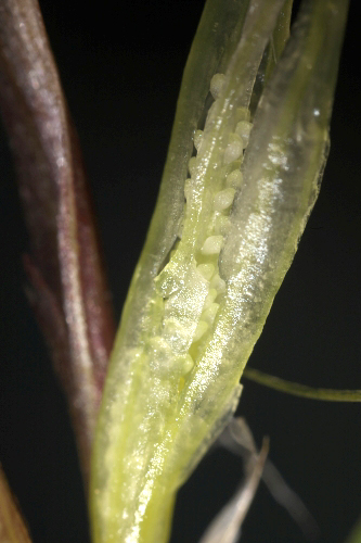 Gynandriris sisyrinchium (L.) Parl.