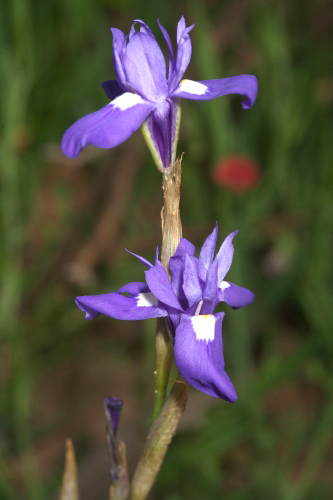Gynandriris sisyrinchium (L.) Parl.