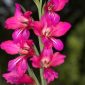 Gladiolus communis L.