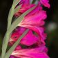 Gladiolus communis L.