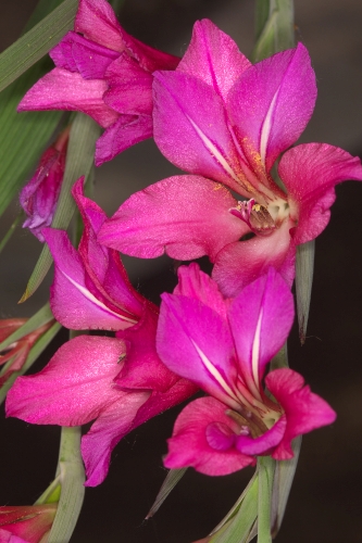 Gladiolus communis L.