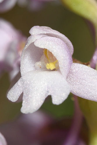 Gymnadenia conopsea (L.) R. Br.
