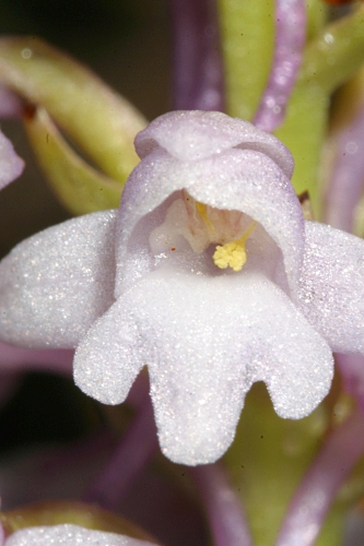 Gymnadenia conopsea (L.) R. Br.