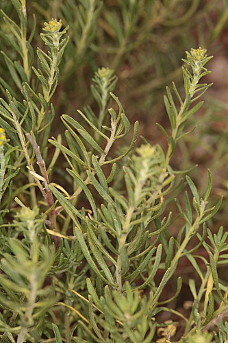 Haplophyllum rosmarinifolium (Pers.) G. Don